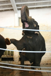 slon předváděl všelijaké kousky